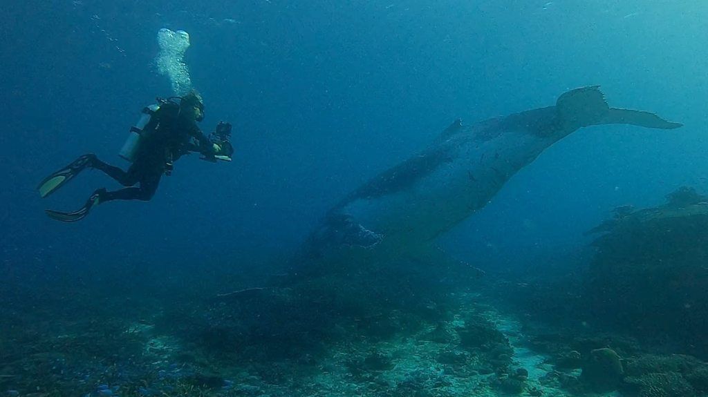 Diver and humpback whale