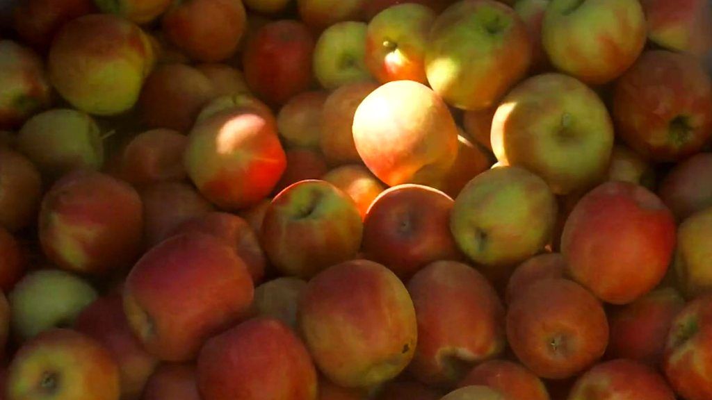 Sunburnt apples vex South African farmers