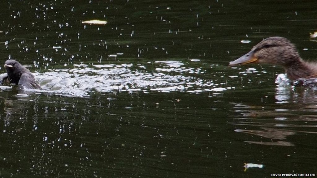 Wild ducks caught on camera snacking on small birds
