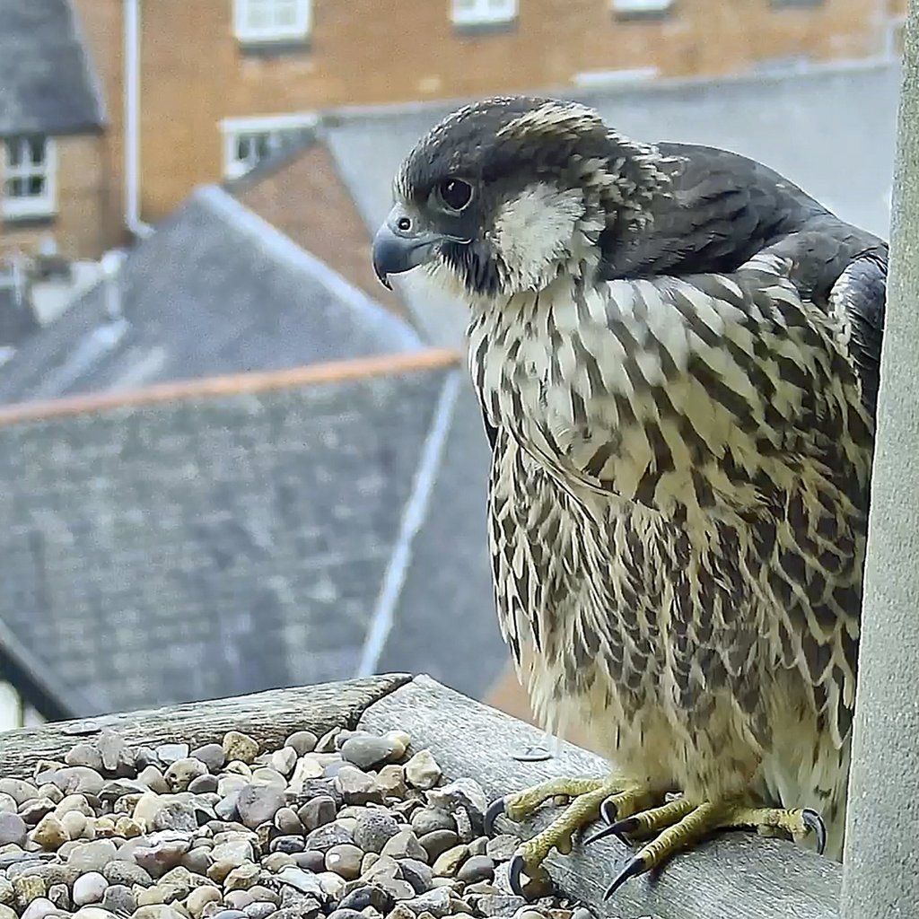 Leicester Peregrine Dies After Flying Into Shopping Centre Window - Bbc 