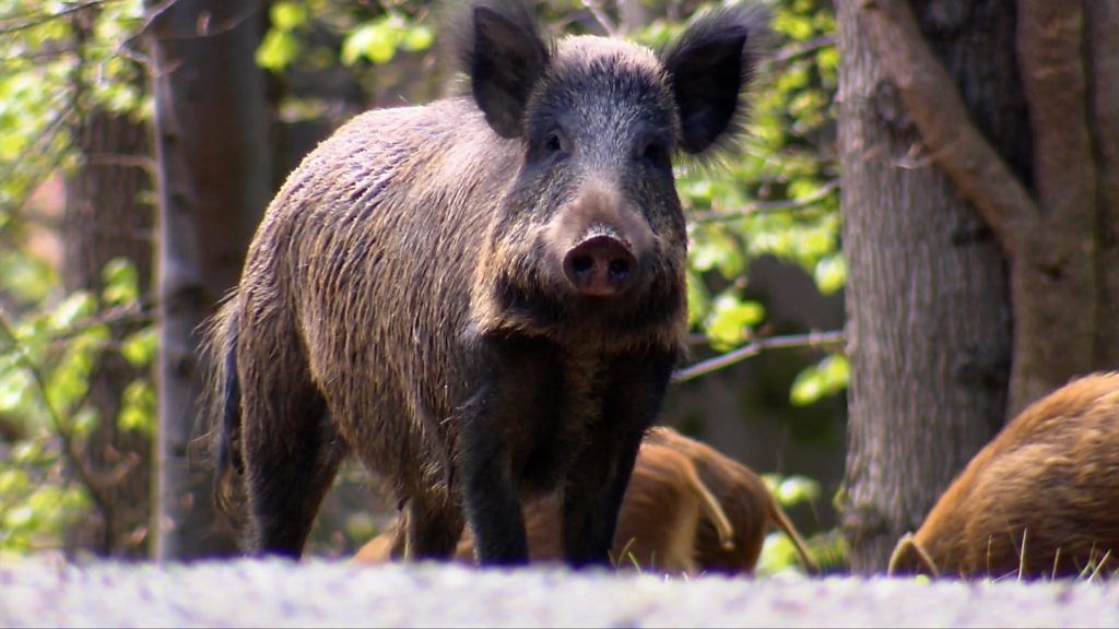Some wild boar have escaped from farms and there are concerns they could be a risk to people.