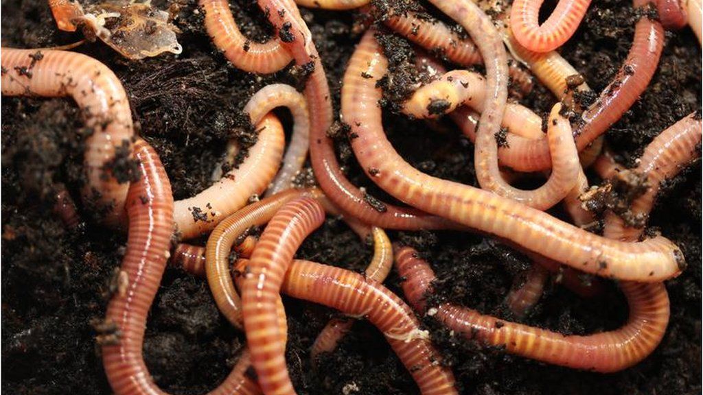 Numerous earthworms in soil.