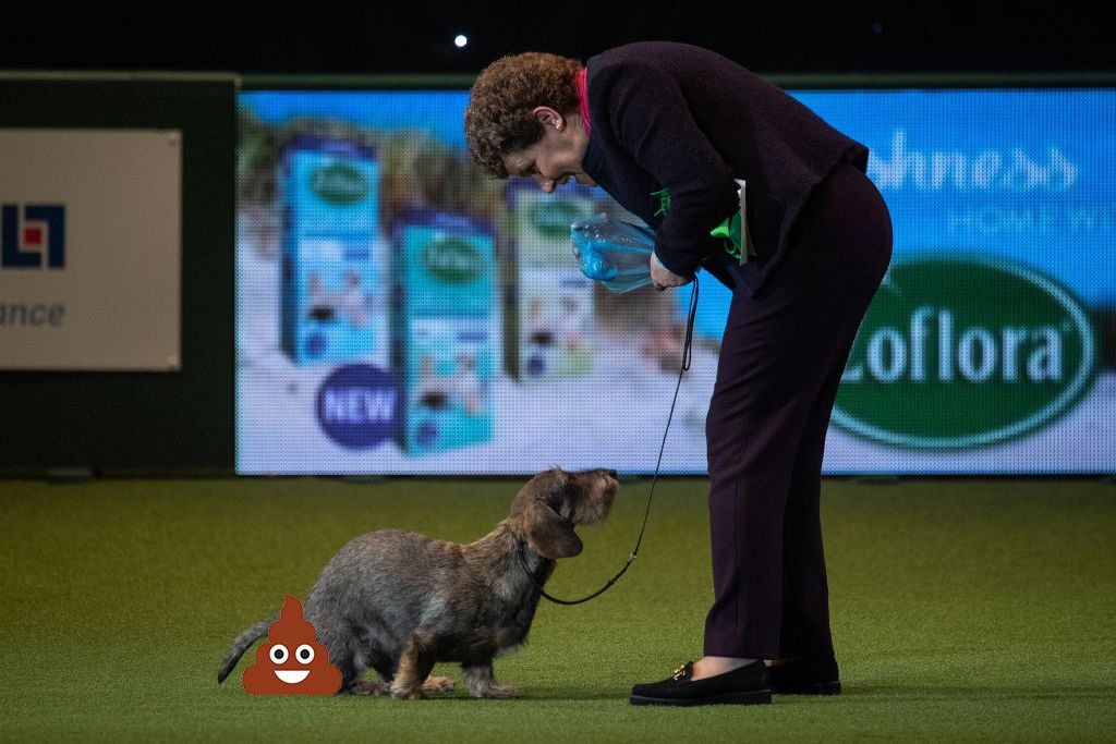 Crufts best sale 2020 tickets