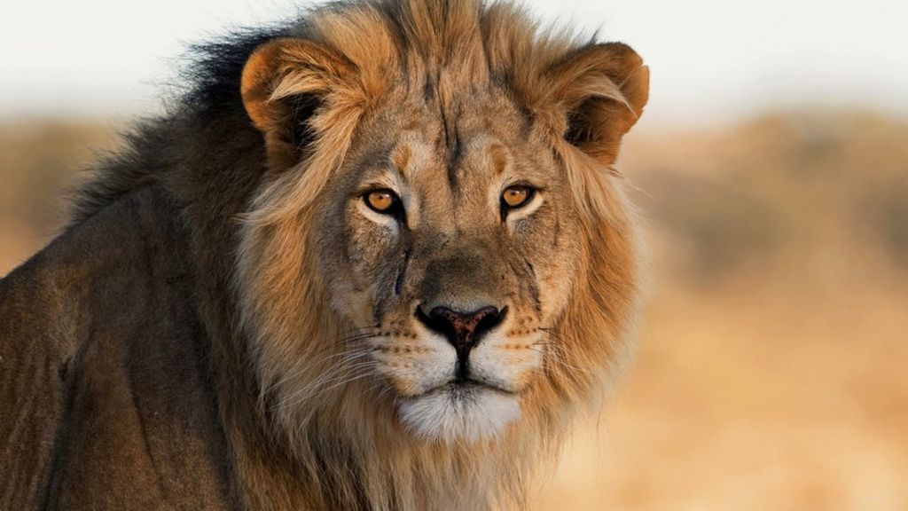 Lion Attack In Australia Leaves Zookeeper Badly Injured c News