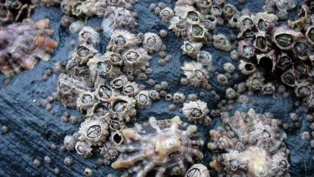 Водоросли ракушки. Ракушки водоросли. Ракушки и окружающая среда. Фото водорослей на ракушках. Раковина морская Атлантида.