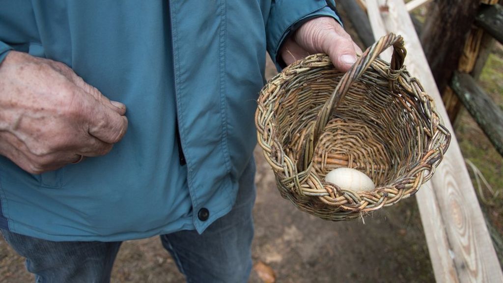 Hatching a plan