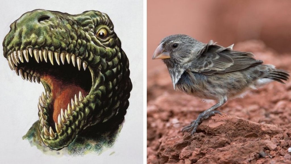 T Rex Vs Finch The Galapagos Finch Would Win Cbbc Newsround