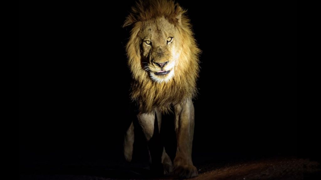 When a lion prowled the streets of Birmingham