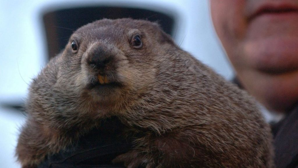 Groundhog with head stuck in a can is freed by police - BBC Newsround