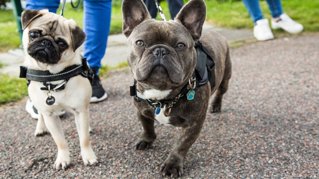 Scientists find gene link to problem breathing in dogs - BBC News