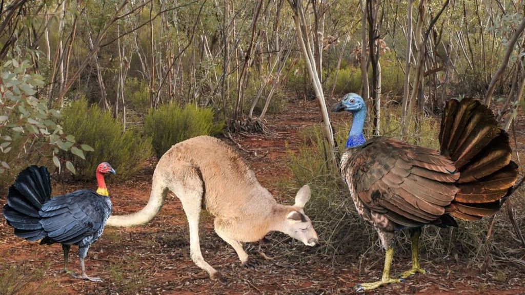 Ancient bird like 'a kangaroo-sized flying turkey'