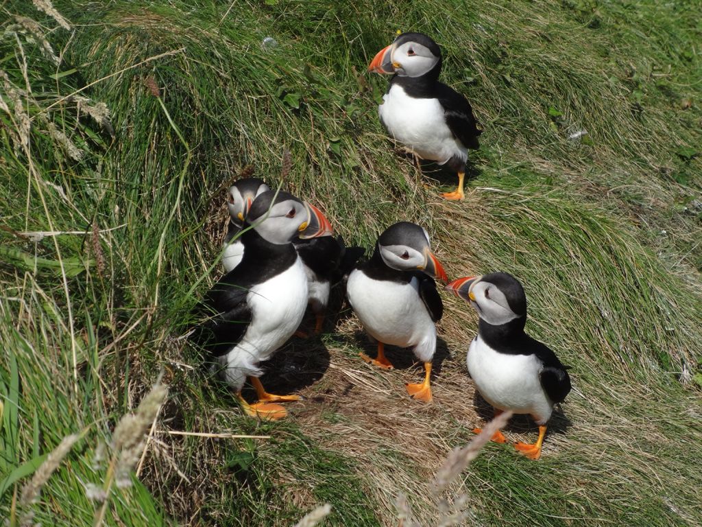 Puffins