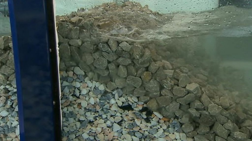 Swansea uni studies Wales' waves and tides with 30m tank