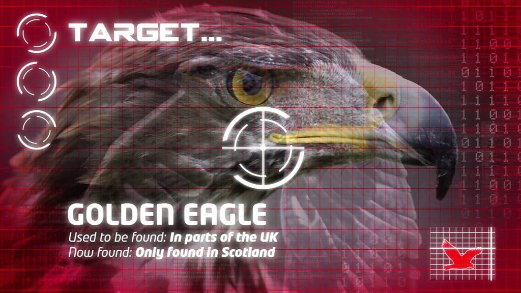 Graphic showing eagle in target