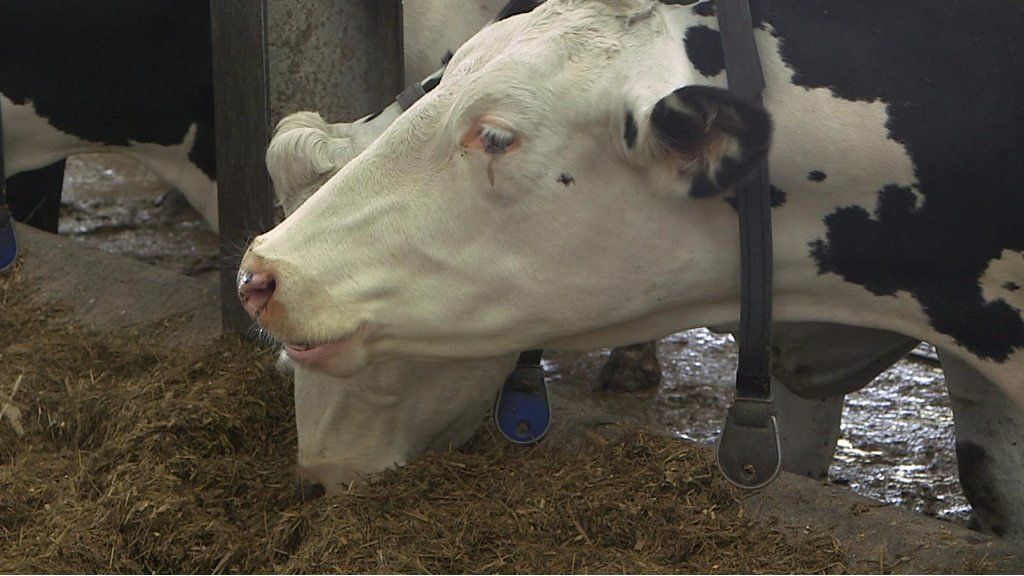 How do cows get their nails cut? BBC Newsround