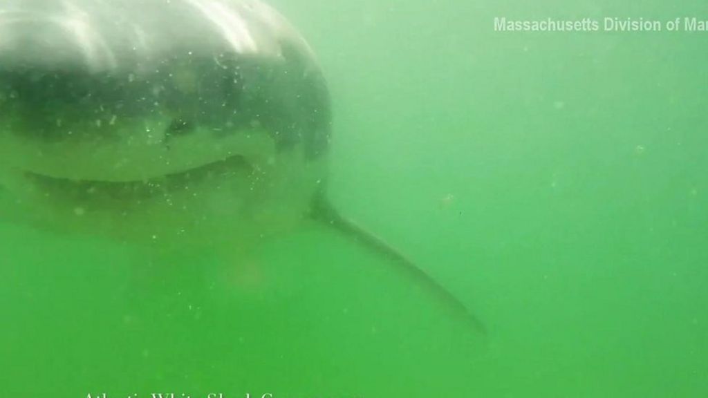 Gopro Records Inside Of Great White Sharks Mouth Bbc News