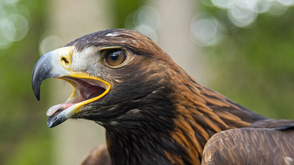 South Of Scotland Golden Eagle Scheme Hits Fantastic