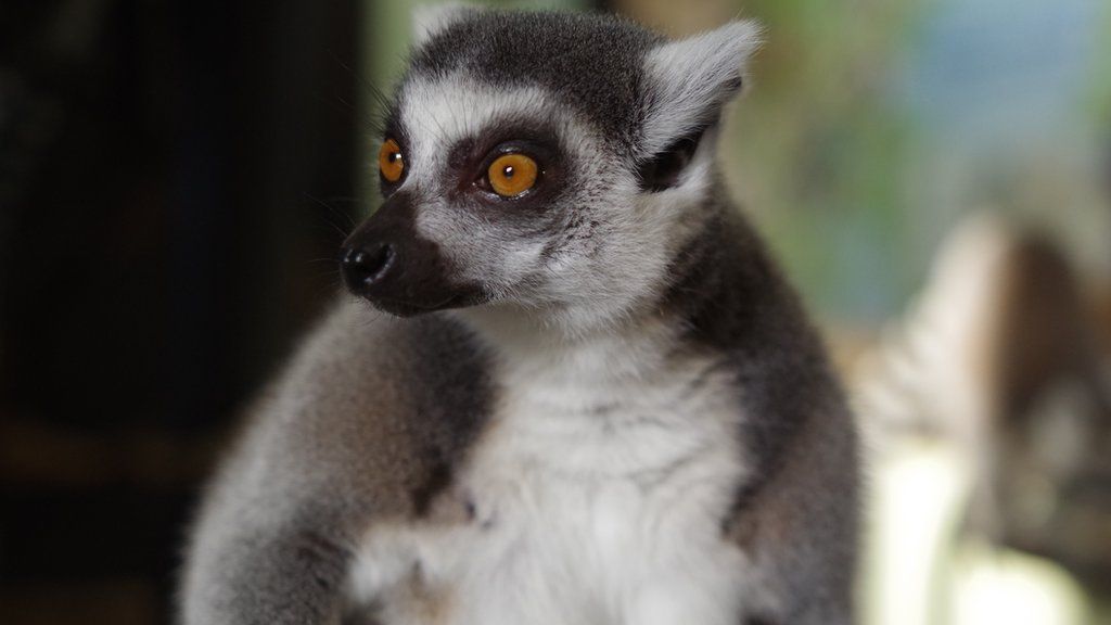 A Lemur caught staring through the glass at Marwell Zoo