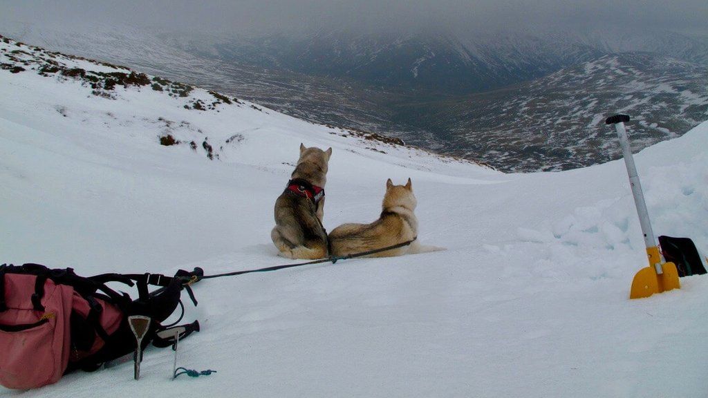 Dogs in snow in Southern Cairngorms