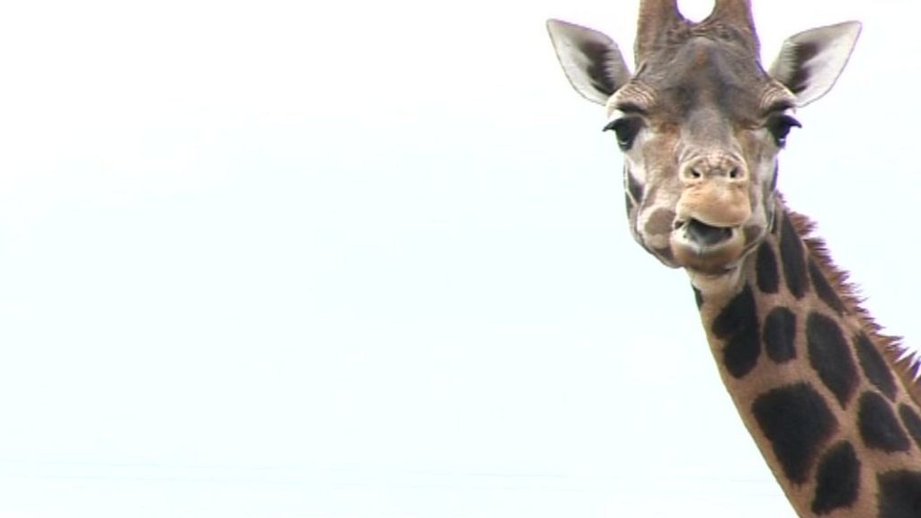 Library picture of giraffe at Flamingo Land