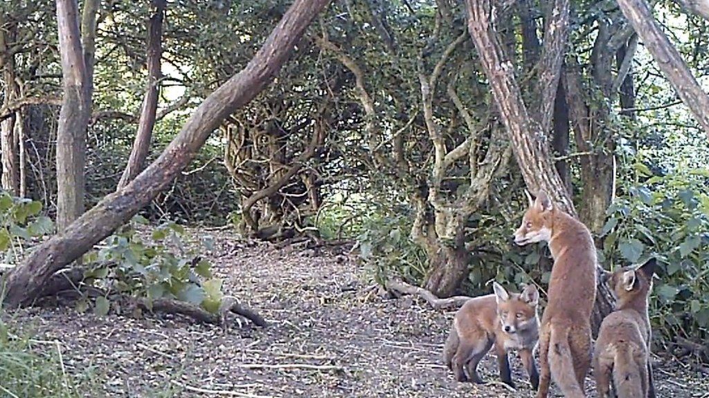 The fox and her pups are filmed playing in Northumberland.