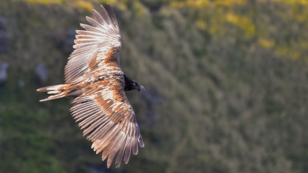 Bearded vulture spotted in the Peak District - BBC News