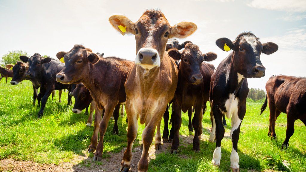 Climate change: How cow burps and pink seaweed can affect the planet ...