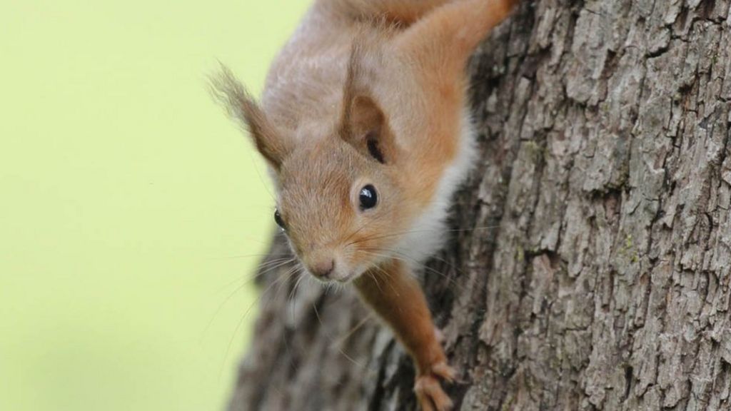 Red Squirrel Numbers Boosted By Predator Bbc News