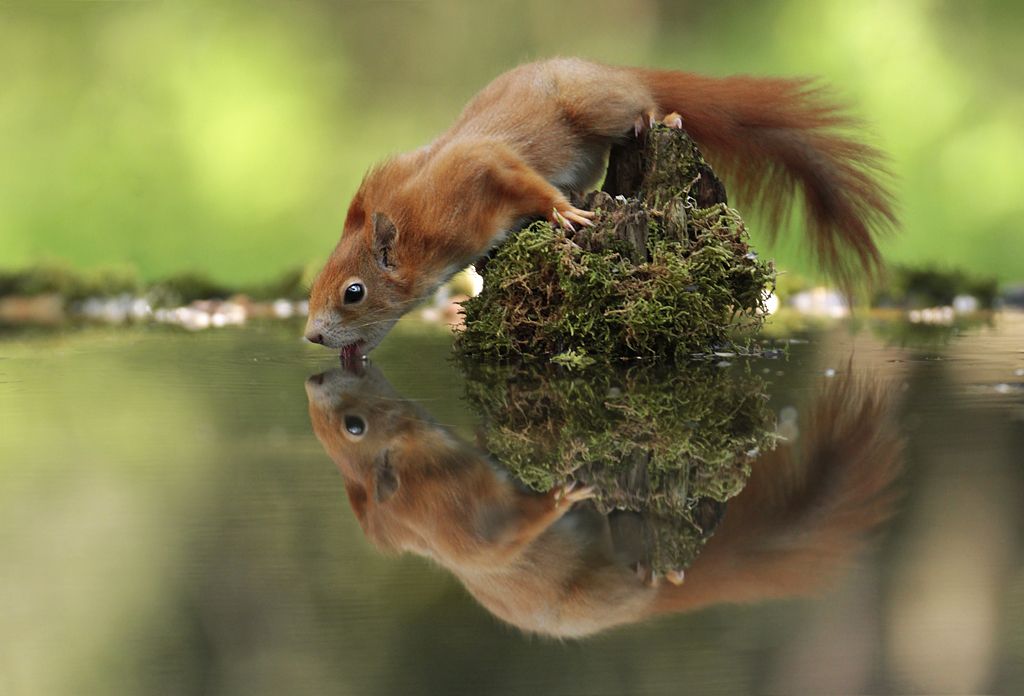 Thirsty Squirrel by