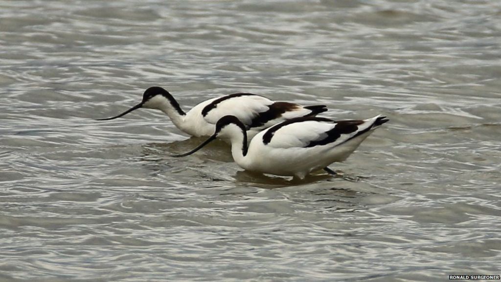 Birdwatchers in a flap