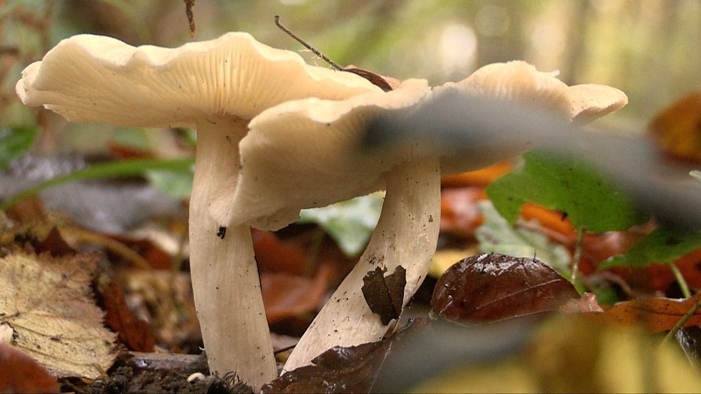 Wild foraged mushrooms