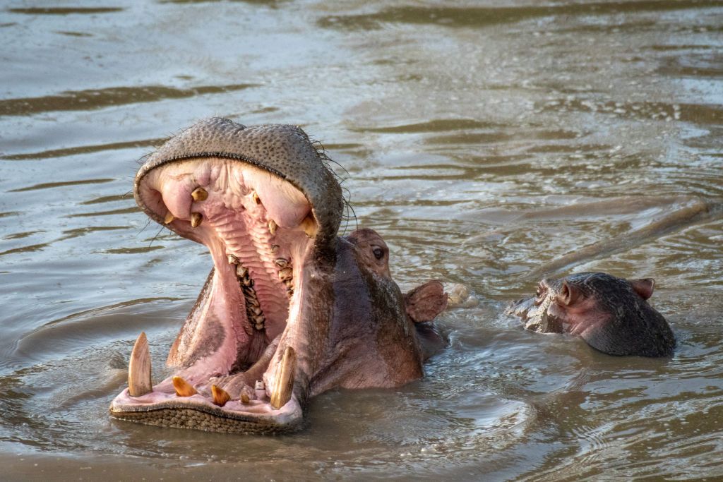 A hippo bares its teeth, while swimming with a young hippo in Maasai Mara National Park, Kenya
