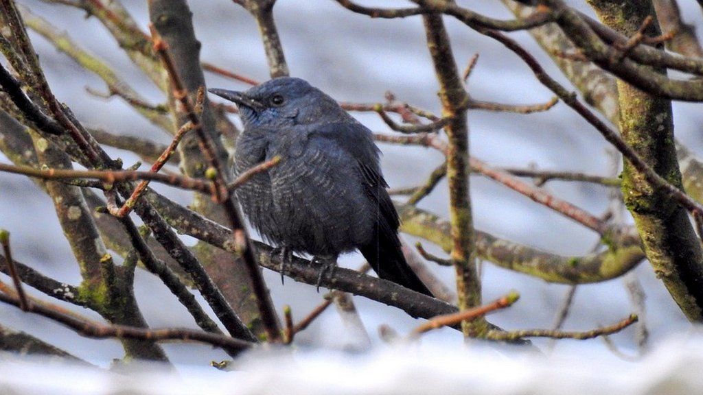 Blue Rock Thrush, Stow-on-the-Wold