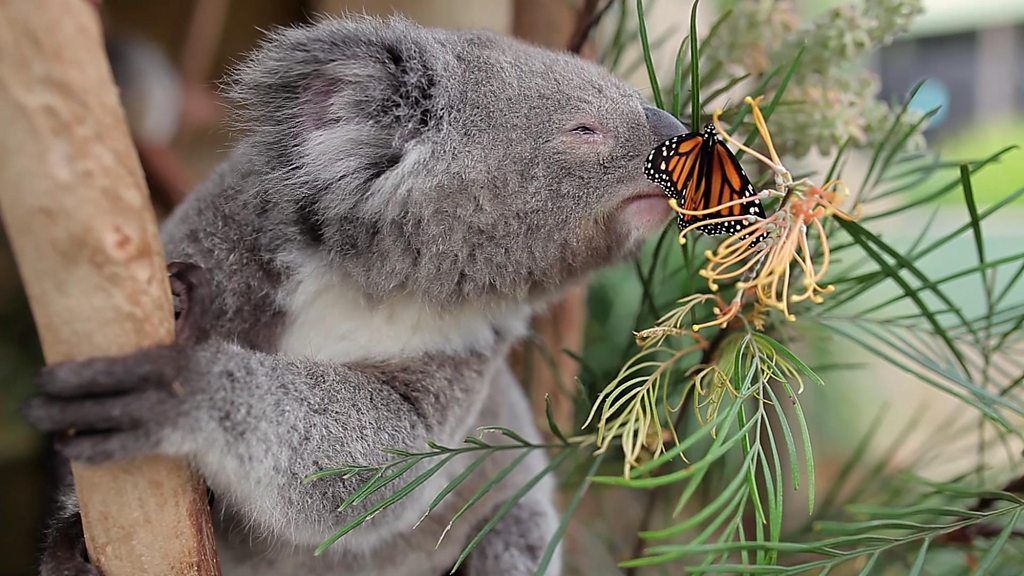 Koala with butterfly on his nose