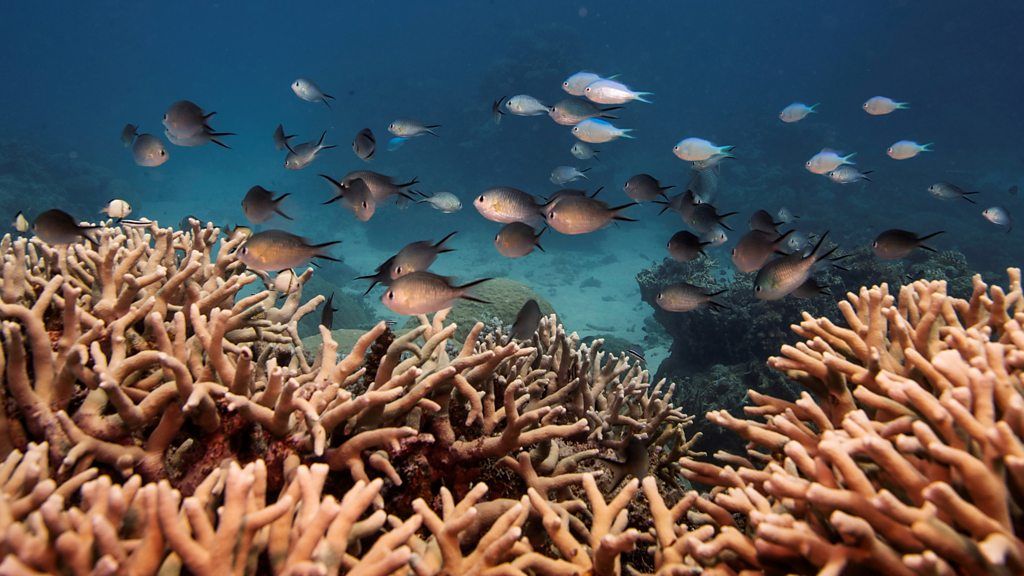 A file photo of fish in the Great Barrier Reef off the coast of Cairns, Australia
