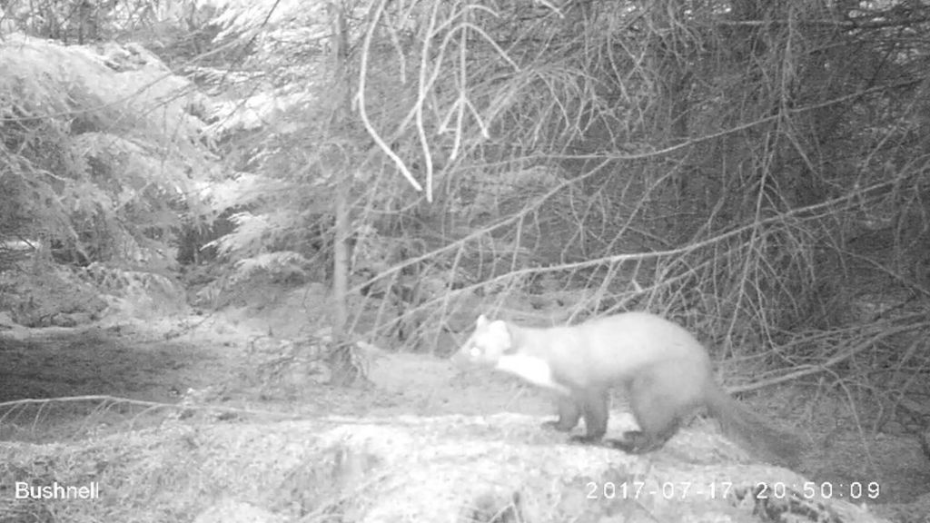 white marten