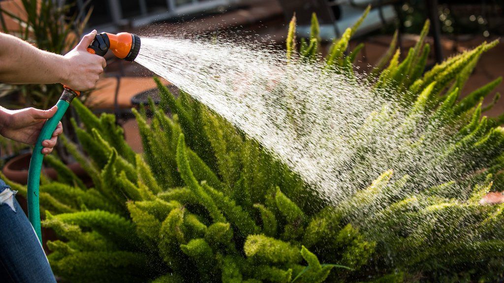 Watering a plant