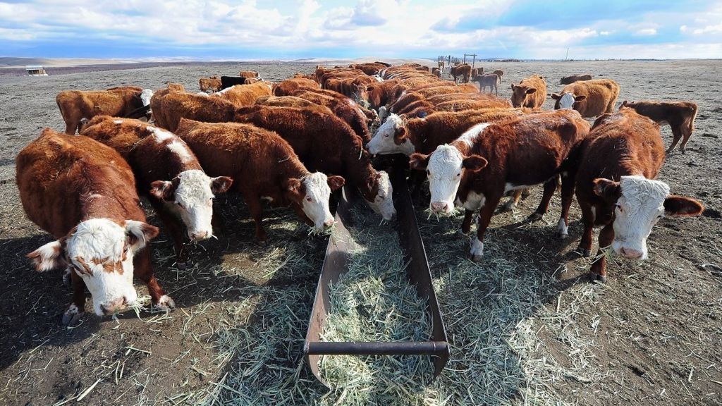 US beef cattle