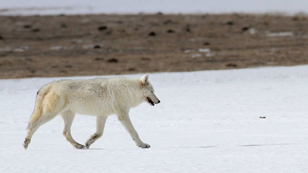 'White Lady' wolf shot dead prompts Yellowstone reward