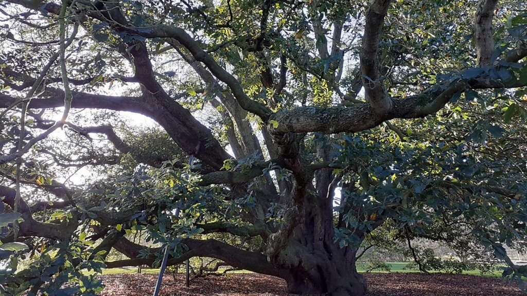 Turner's oak tree in Kew Gardens