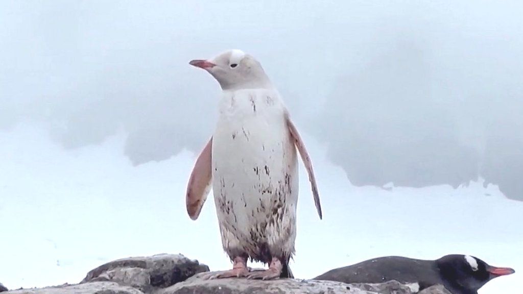 A white penguin standing on a rock