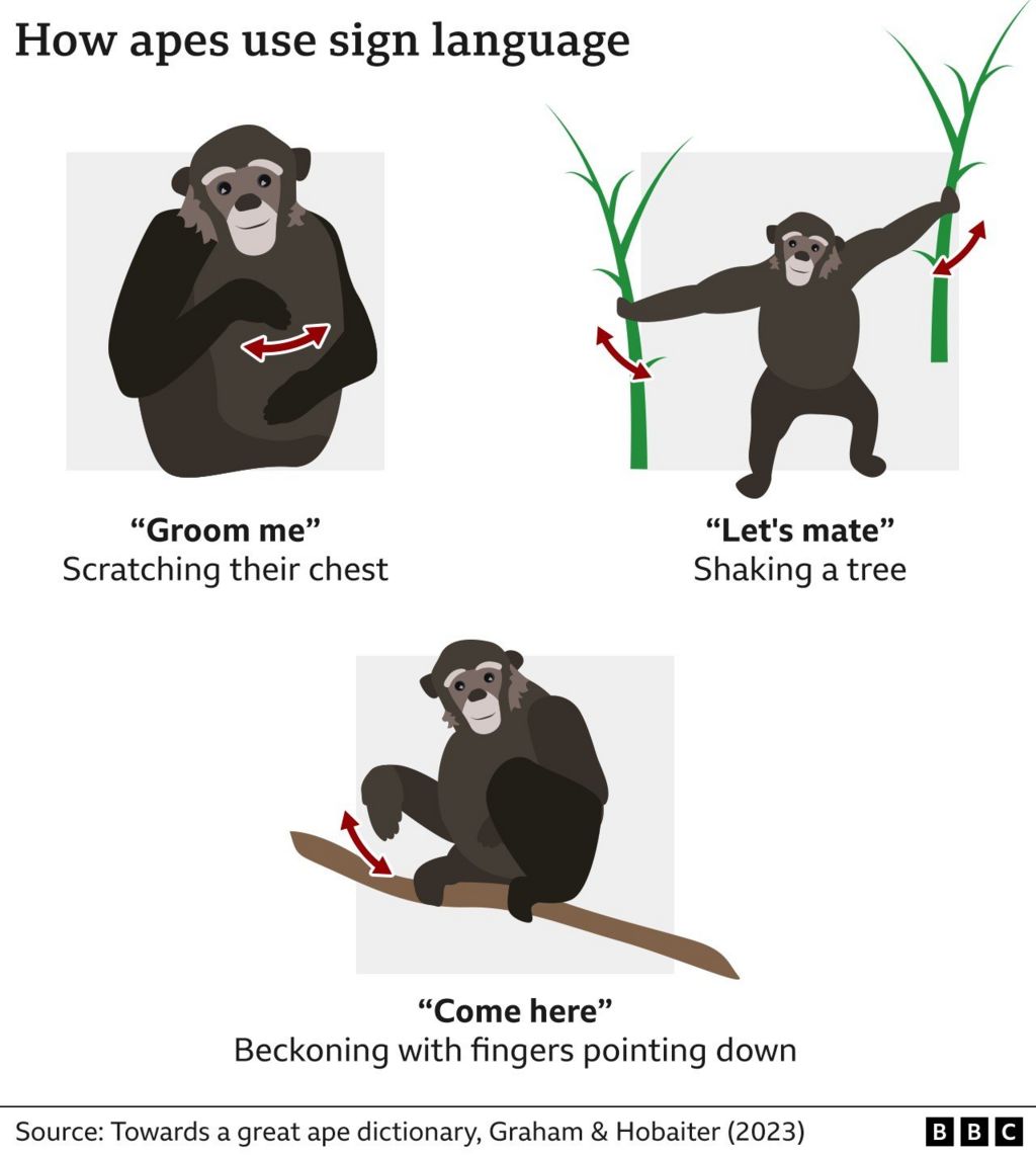 drawings of apes using sign language. The first one shows one moving its hand back and forth across its chest. That means 'groom me' the second one shows an ape shaking a tree - that means 'let's mate' and the third shows one beckoning, but with the fingers pointed down. That means come here.