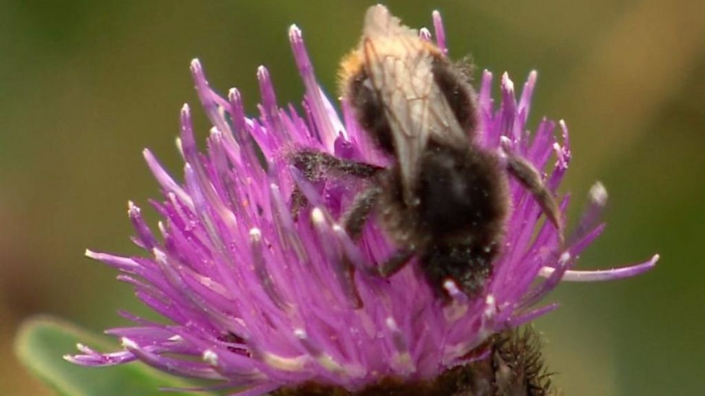 How pesticides threaten bee populations