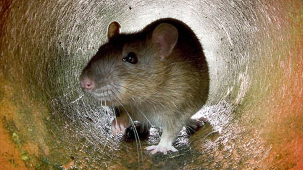 Coronavirus More Rats In Affluent Areas During Lockdown c News