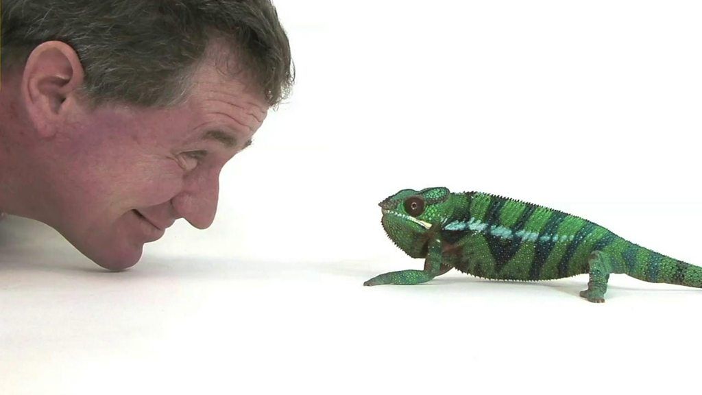 My 25-year project to photograph the world's animals