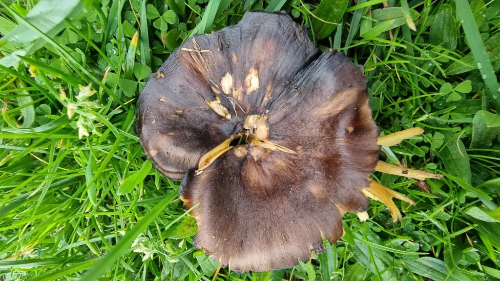 Se registra por primera vez un hongo muy raro en la isla