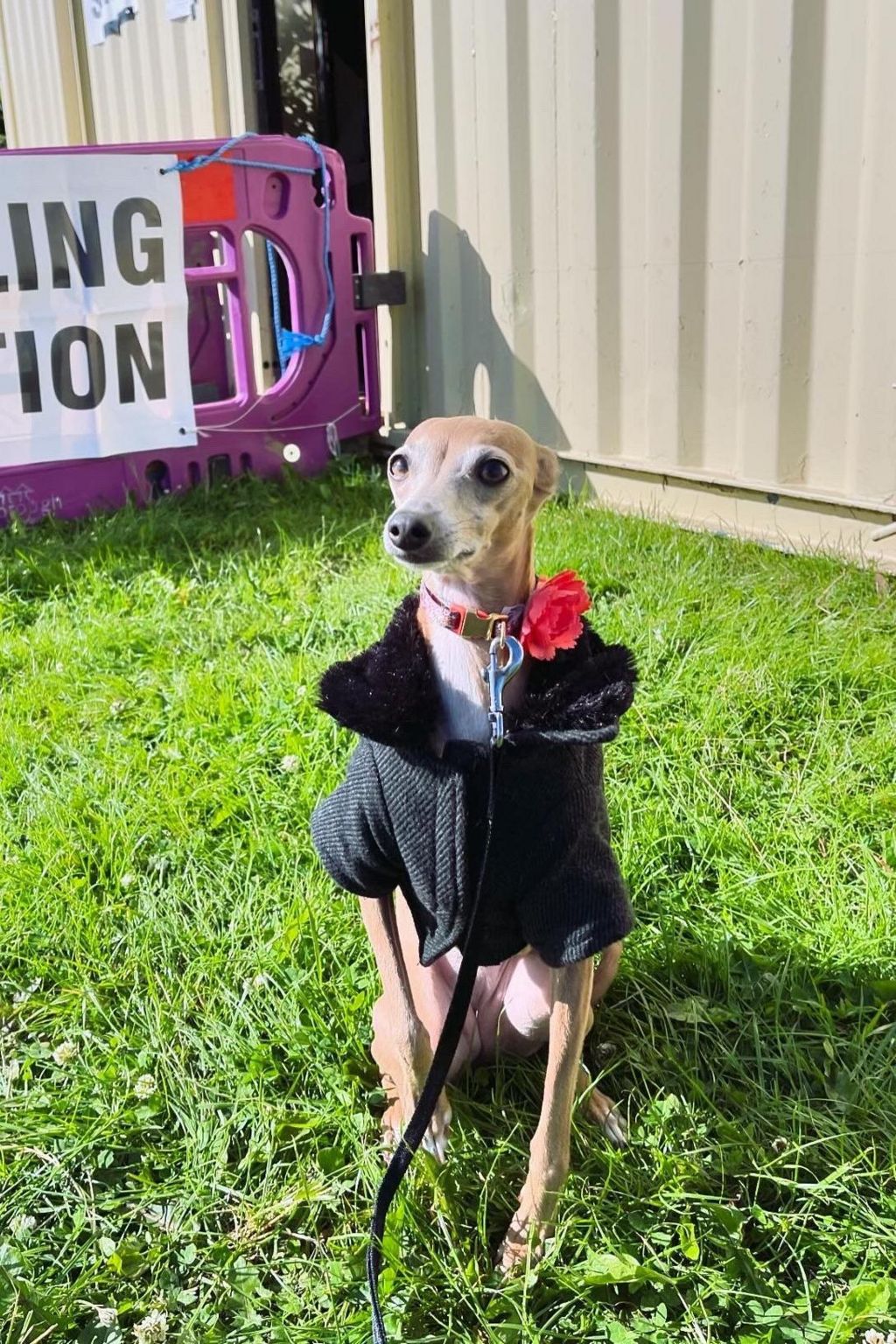 Frida, an Italian greyhound, at a Middlesbrough polling station, wearing a winter coat