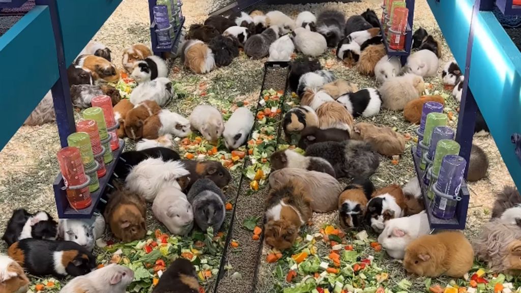 A huge number of guinea pigs, maybe fifty, of varying colours all munching on carrots and lettuce in a comfortable-looking enclosure