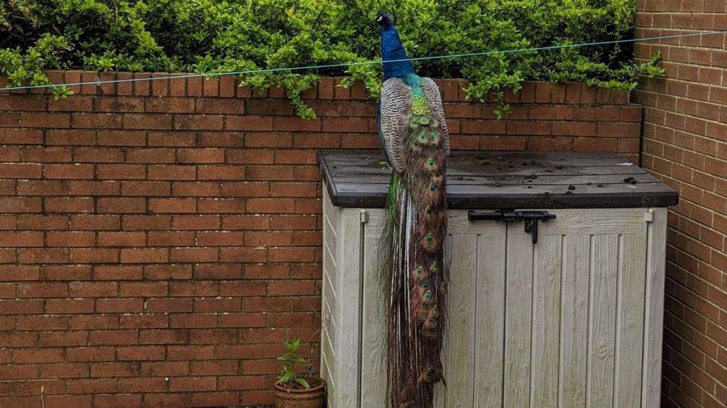 A peacock standing on a large box 