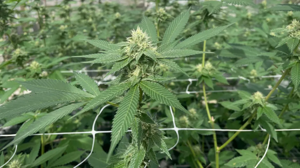 Cannabis plants growing at Pineapple Road farm in Antigua